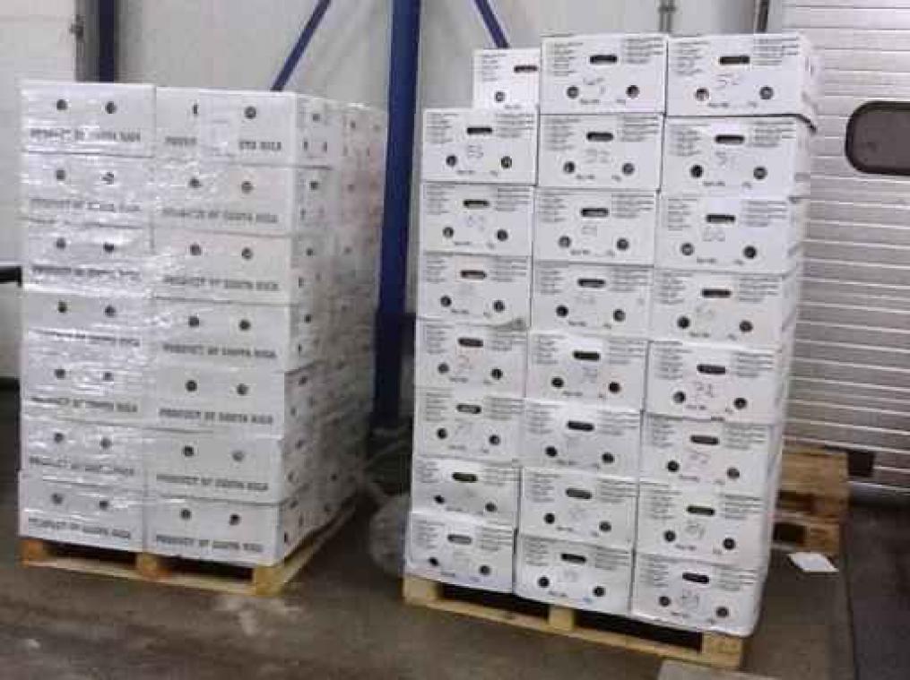 Stroom cocaïne verontrust Rotterdam