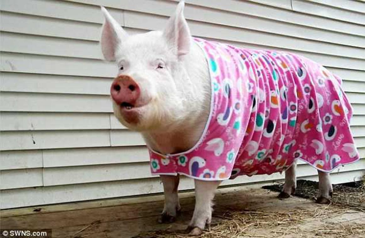 Esther the Wonder Pig: huisdier wordt tien keer groter dan verwacht