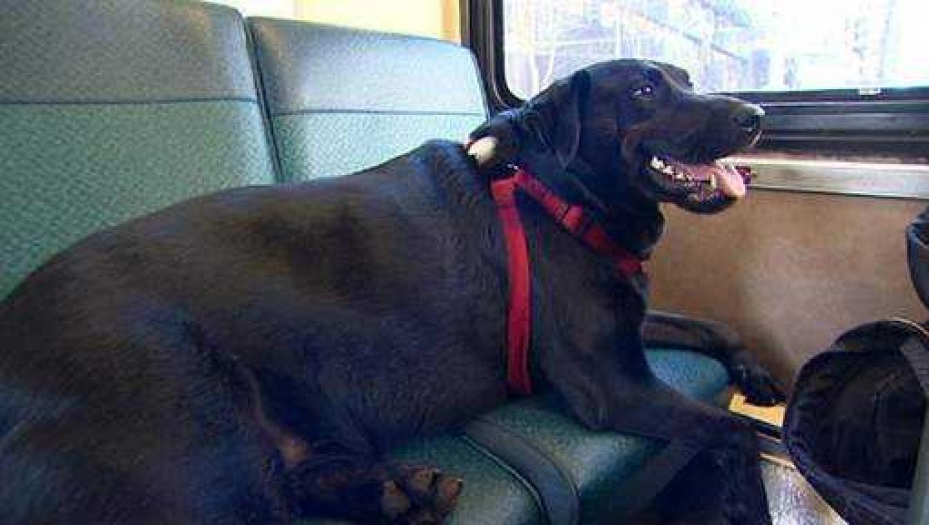 Hond neemt zelfstandig de bus om zichzelf uit te laten