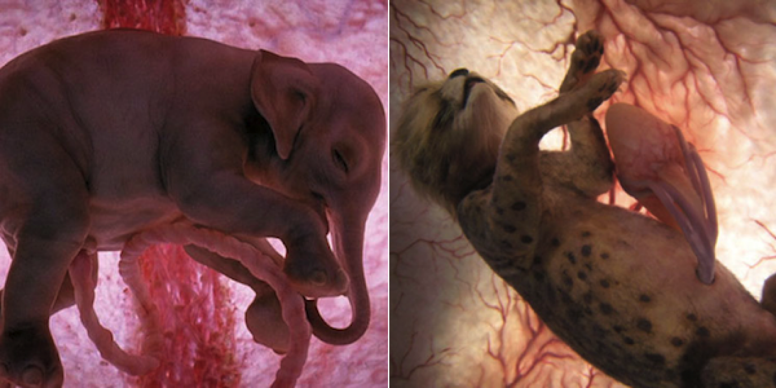 Foto's tonen dat zelfs ongeboren dieren intens schattig zijn