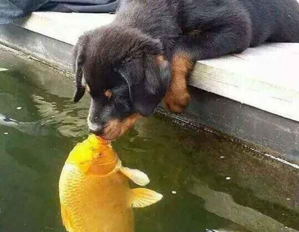 Puppy kust vis en het web wordt creatief
