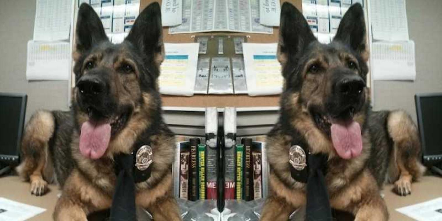 Politiehond krijgt promotie naar detective 