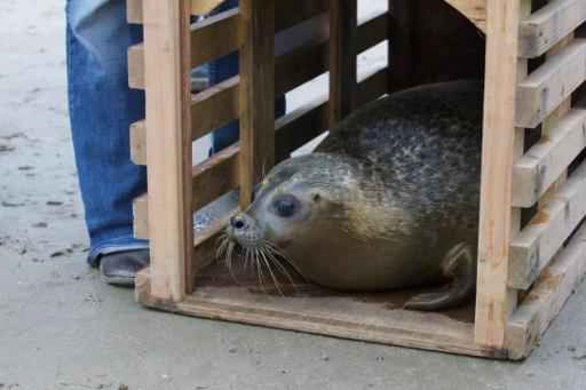 Record aantal zeehondenpups opgevangen in Sea Life