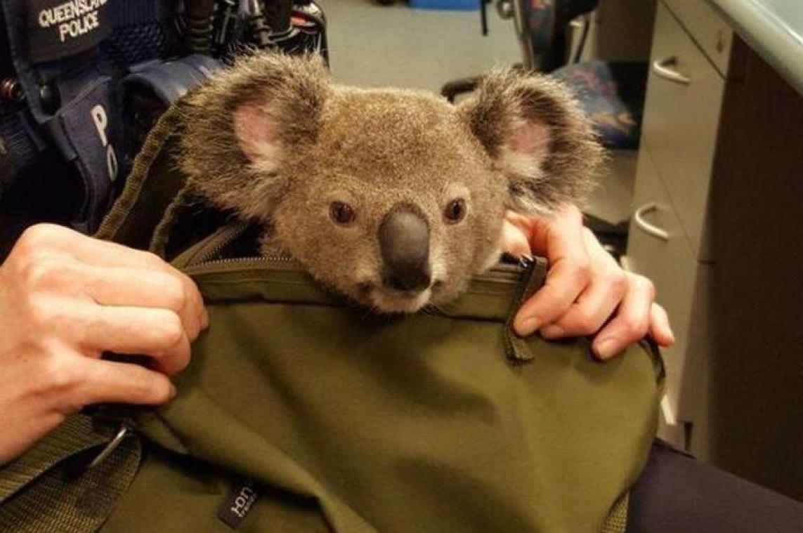 Koalababy gevonden in rugzak in Australië
