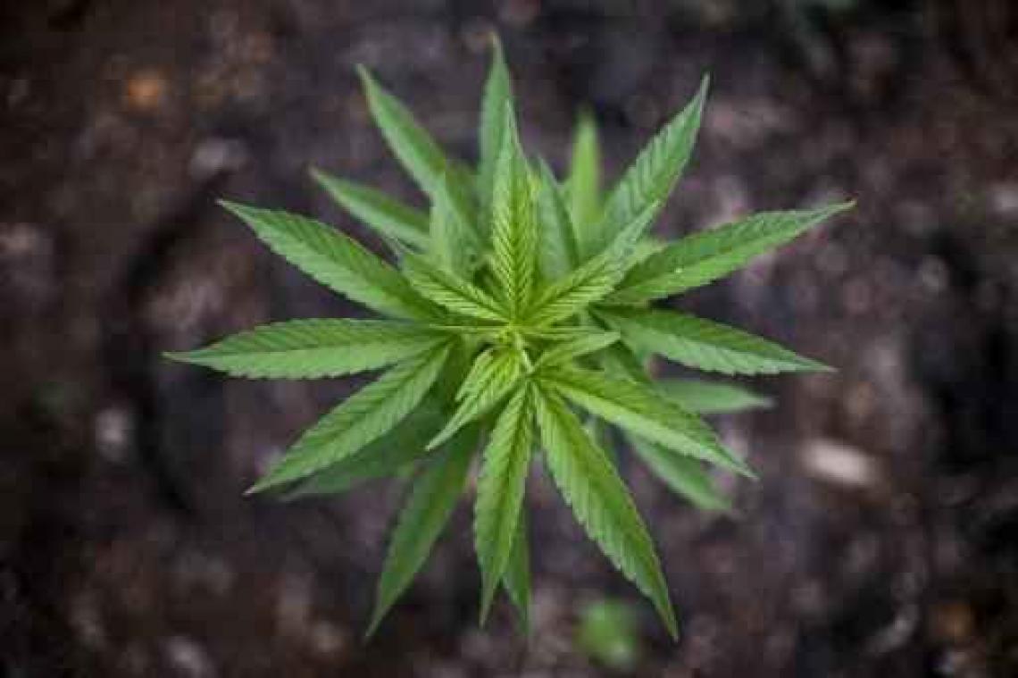 Vier Amerikaanse staten legaliseren gebruik van marihuana
