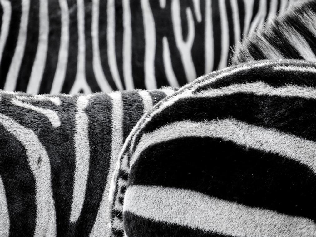 Oostenrijkse man wil achternaam 'Zebra' nieuw leven inblazen