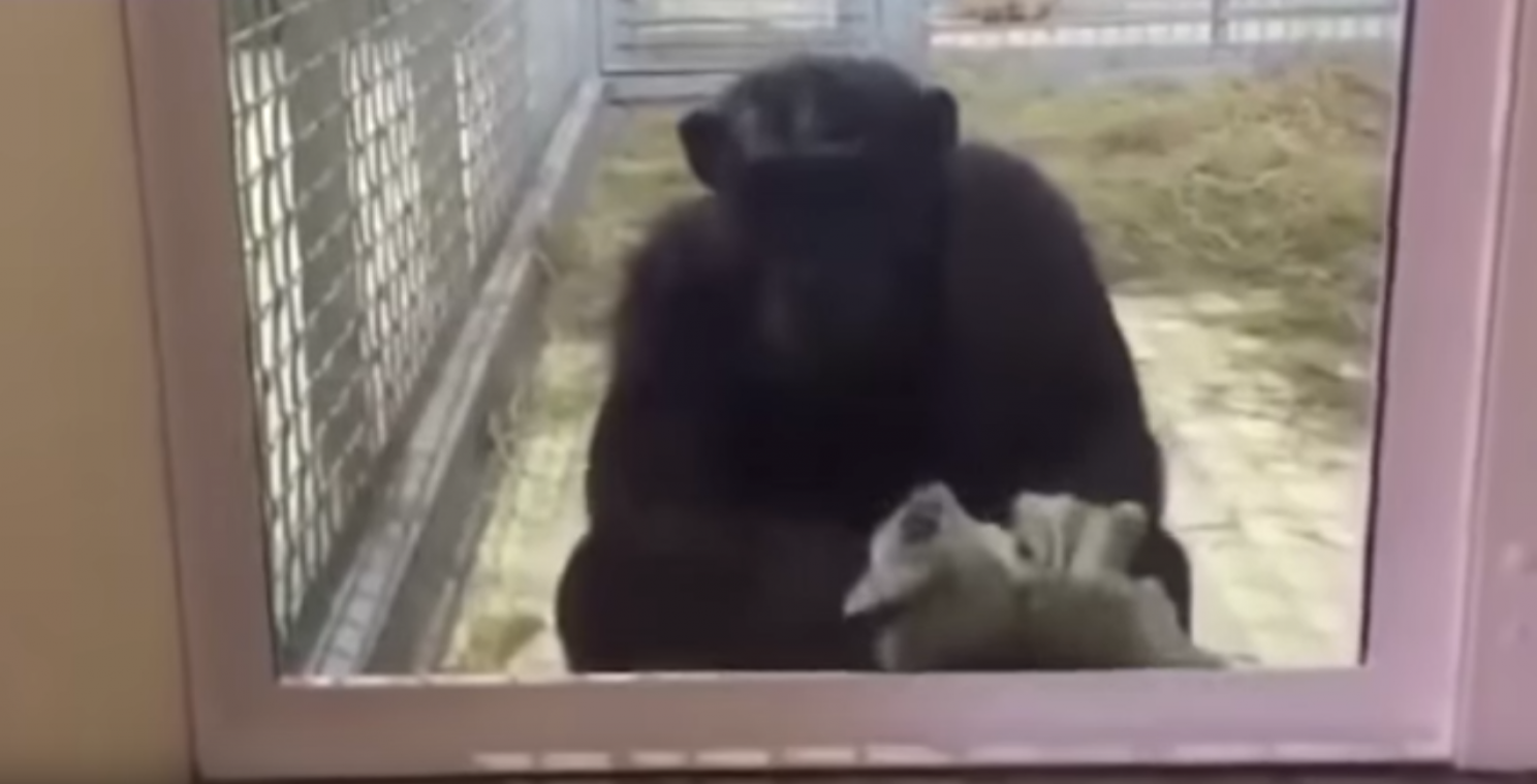 Chimpansee in Russische zoo houdt van ramen lappen