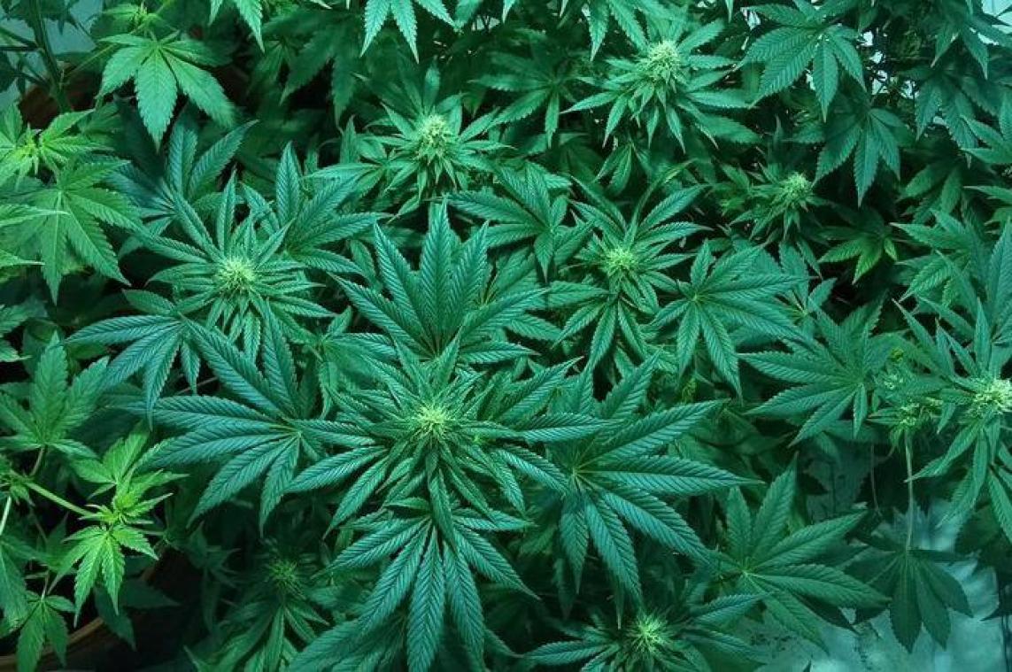 Verschillende staten legaliseren marihuana