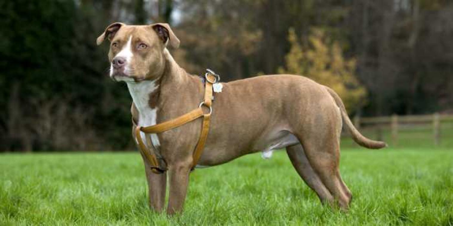 Baasje geeft honden Itler en Iva een nieuwe naam onder druk van de gemeente