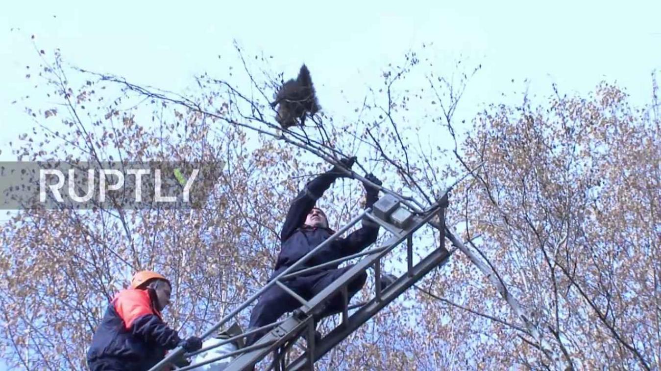 Wasbeer overleeft sprong van enorme hoogte