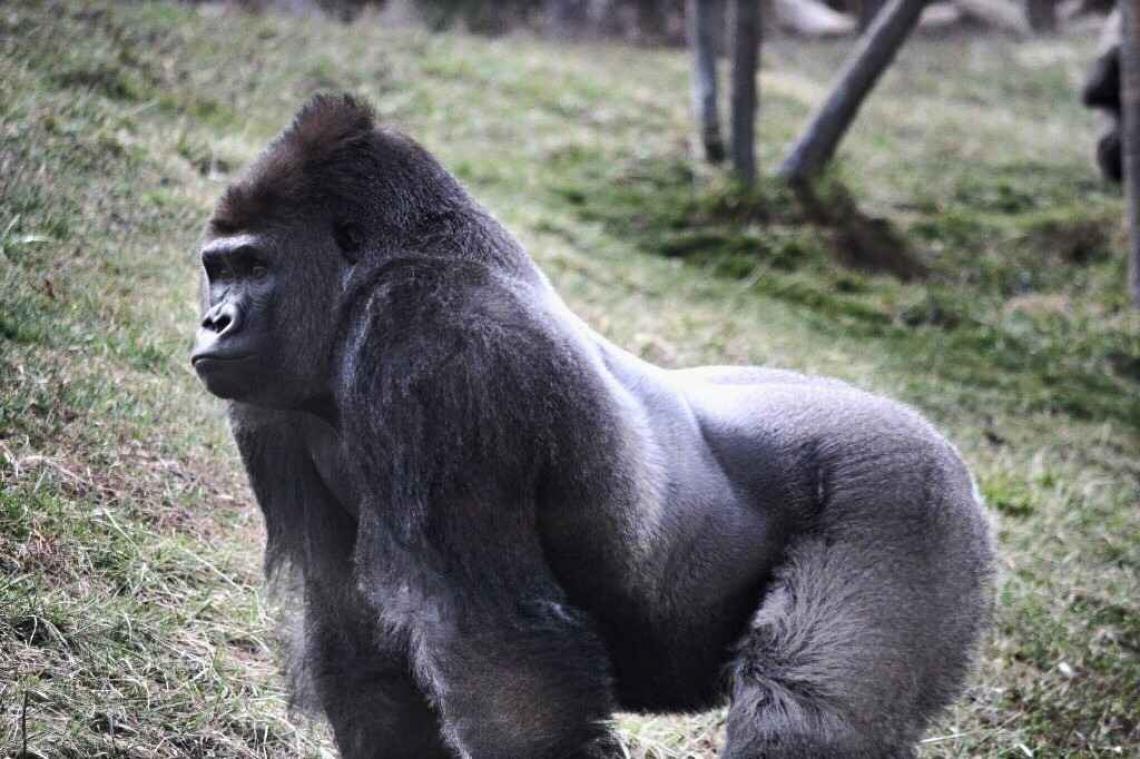 Amerikanen stemden ook voor dode gorilla Harambe