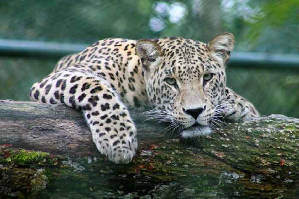 Achter de schermen bij de documentaire Planet Earth II