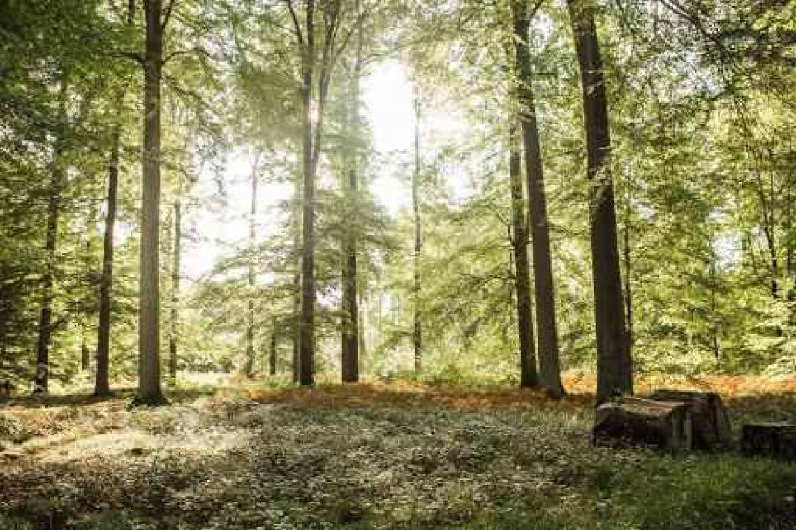 Aanslagen Brussel - Slachtoffers krijgen natuurlijk herdenkingsmonument in Zoniënwoud