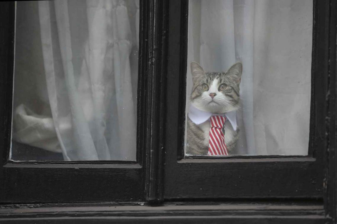 Assange doet zijn kat een das om