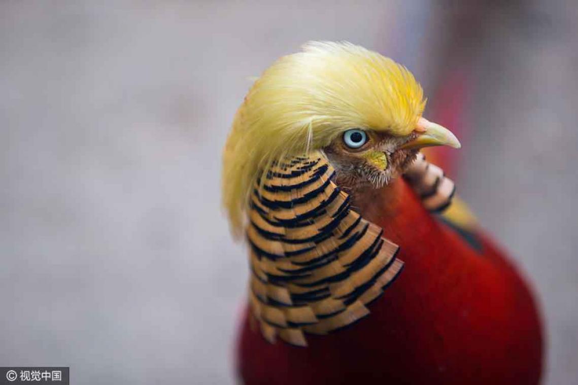 Chinees dierenpark heeft nieuwe superster: de Trump-fazant