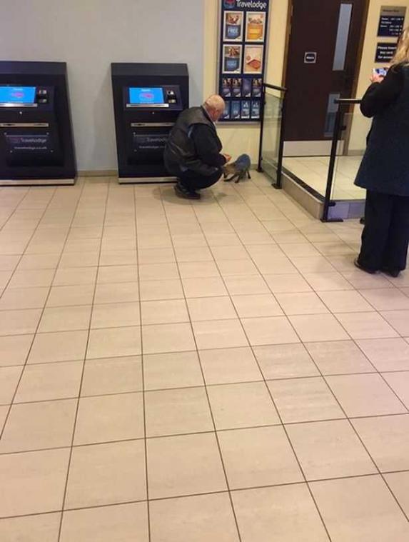 Mysterieuze blauwe vos wandelt hotellobby binnen en laat gasten schrikken