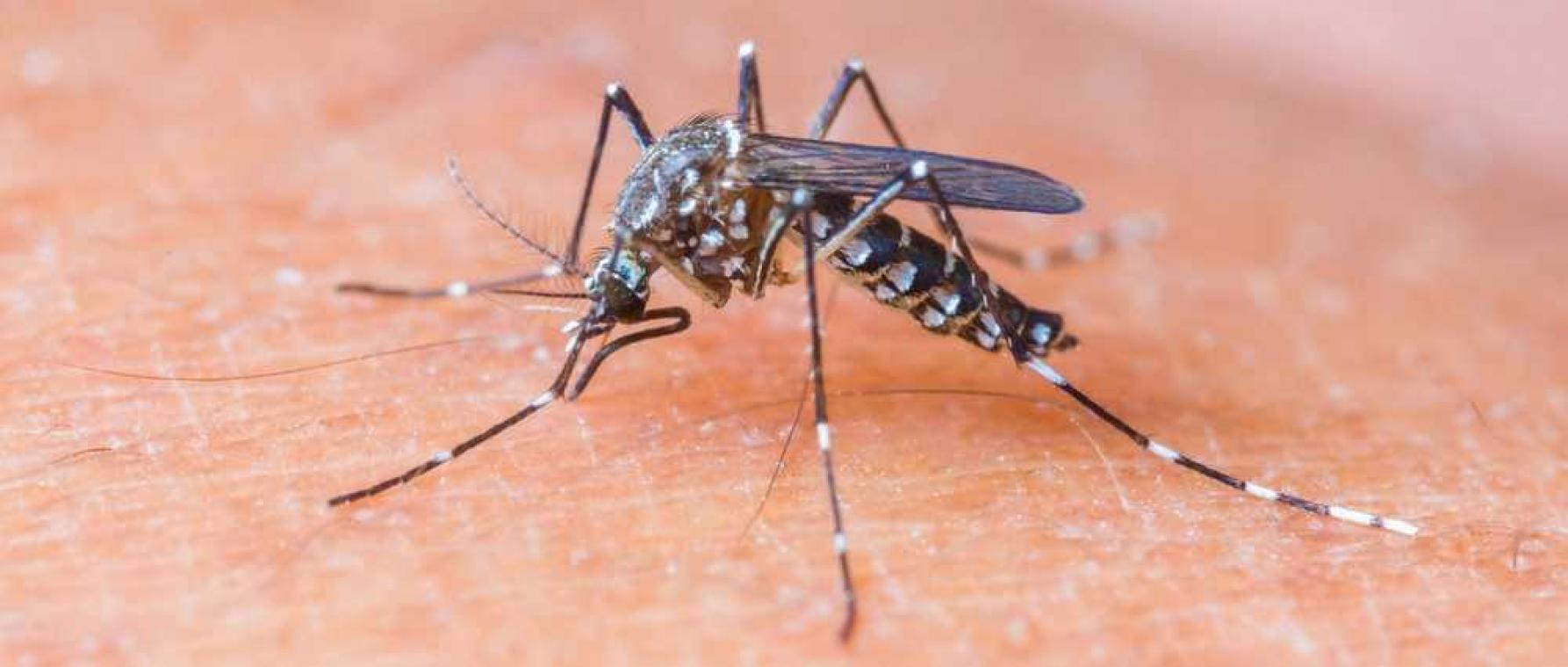 Genetisch gemodificeerde muggen moeten tropische ziekten tegenhouden in Florida