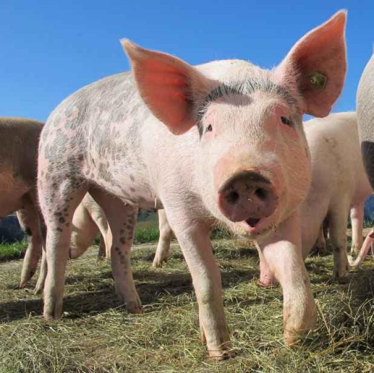 Ook varkens hebben persoonlijkheid