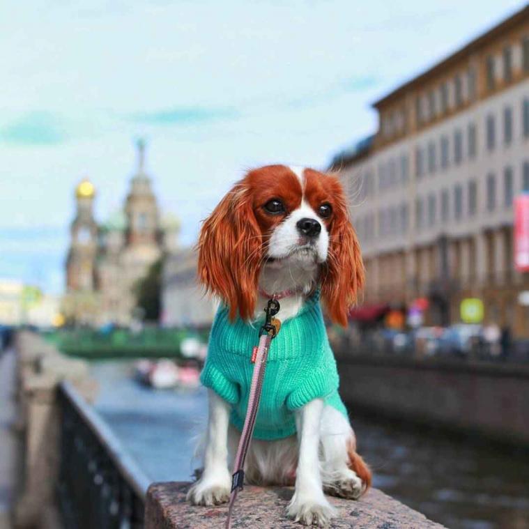Deze hond heeft al meer landen bezocht dan jij