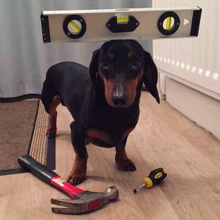 Deze hond is een kampioen in balanceren