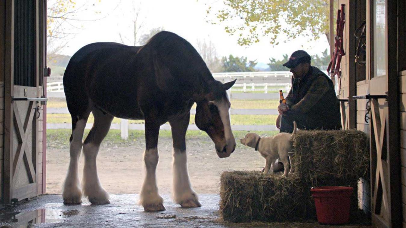 Budweiser doet de harten weer smelten met puppyreclame voor de Super Bowl