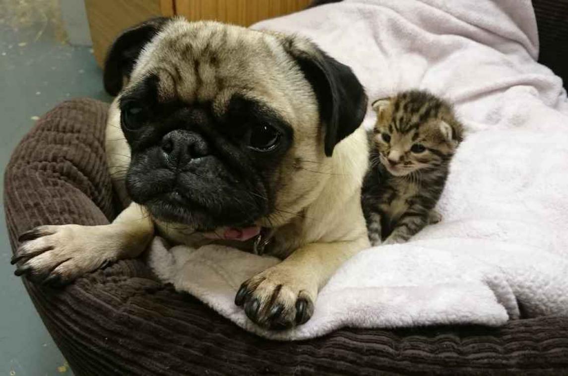 Schattig: mopshond adopteert drie kittens