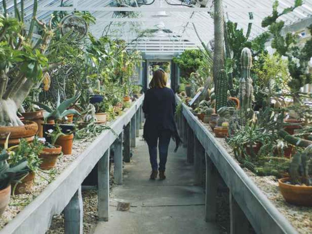 Deze zes planten moet je in huis halen