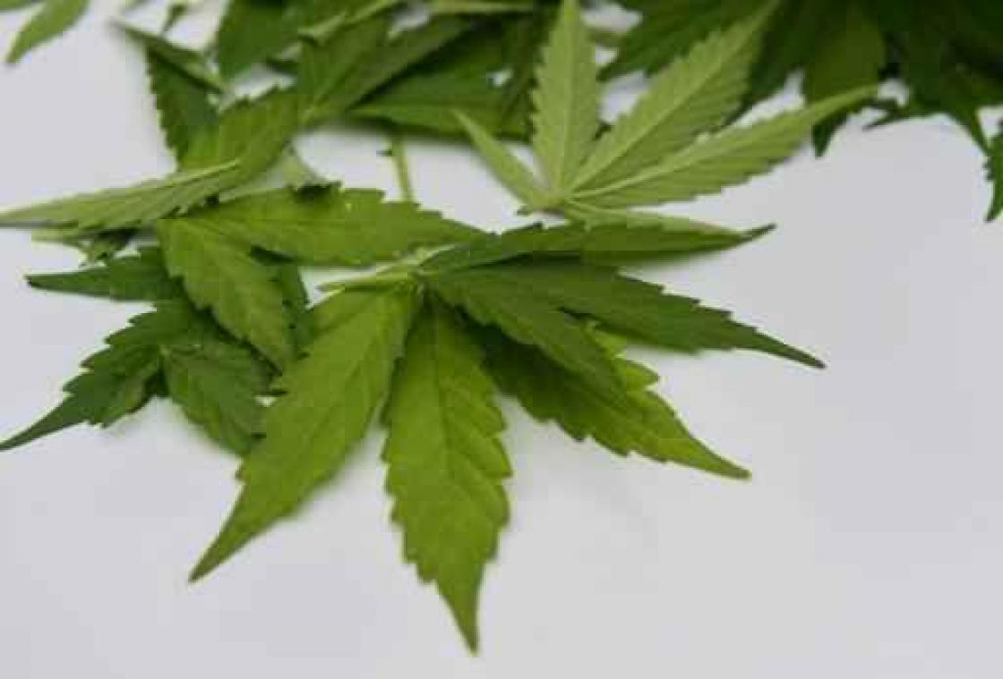 Drie aanhoudingen na huiszoekingen naar wietplantages in Limburg