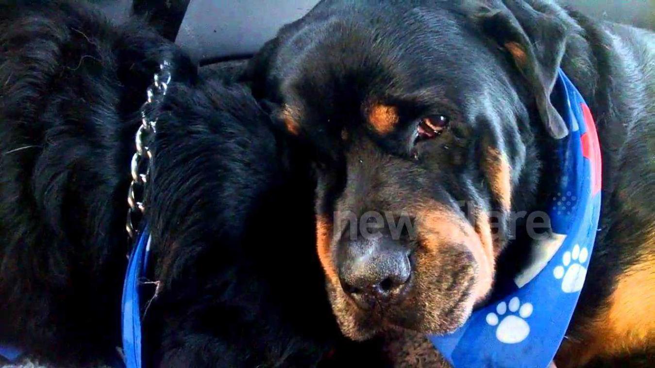 Treurende Rottweiler bewijst dat ook dieren emoties hebben
