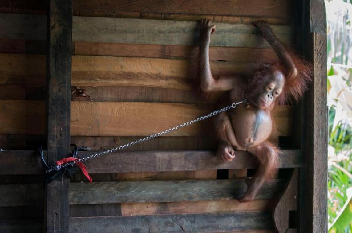 Jonge orang-oetan in Borneo gered van ketens