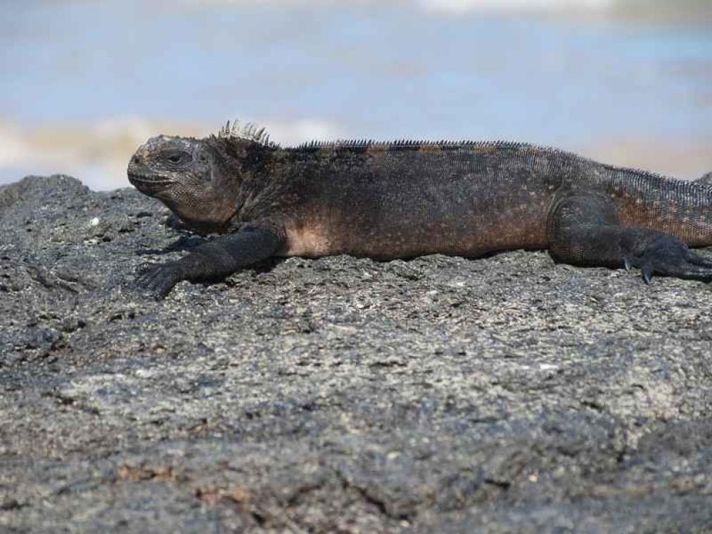 Planet Earth gebruikt wel degelijk trucjes
