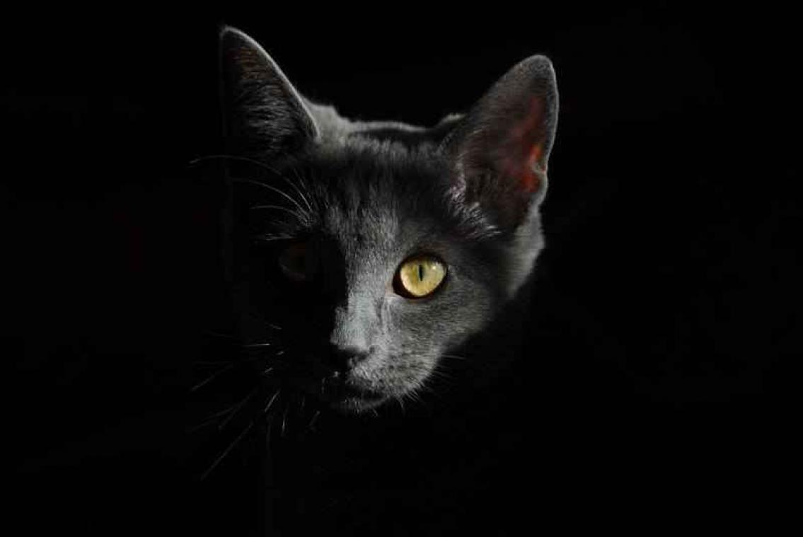 Dit gebeurt er als je 14 katten samen opsluit