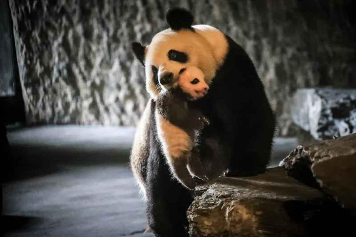 Pairi Daiza laat bezoekers slapen tussen de dieren
