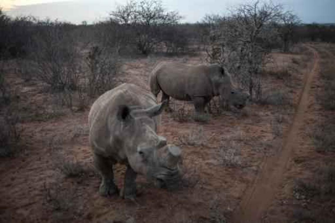 Europarlement wil strengere aanpak handel in ivoor, wilde dieren en planten