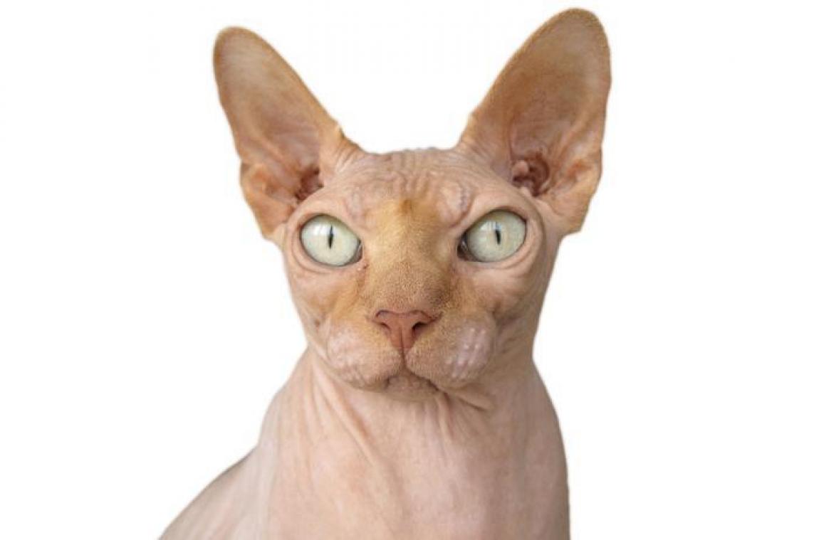 Sphynx-kat blijkt toch niet zo haarloos te zijn
