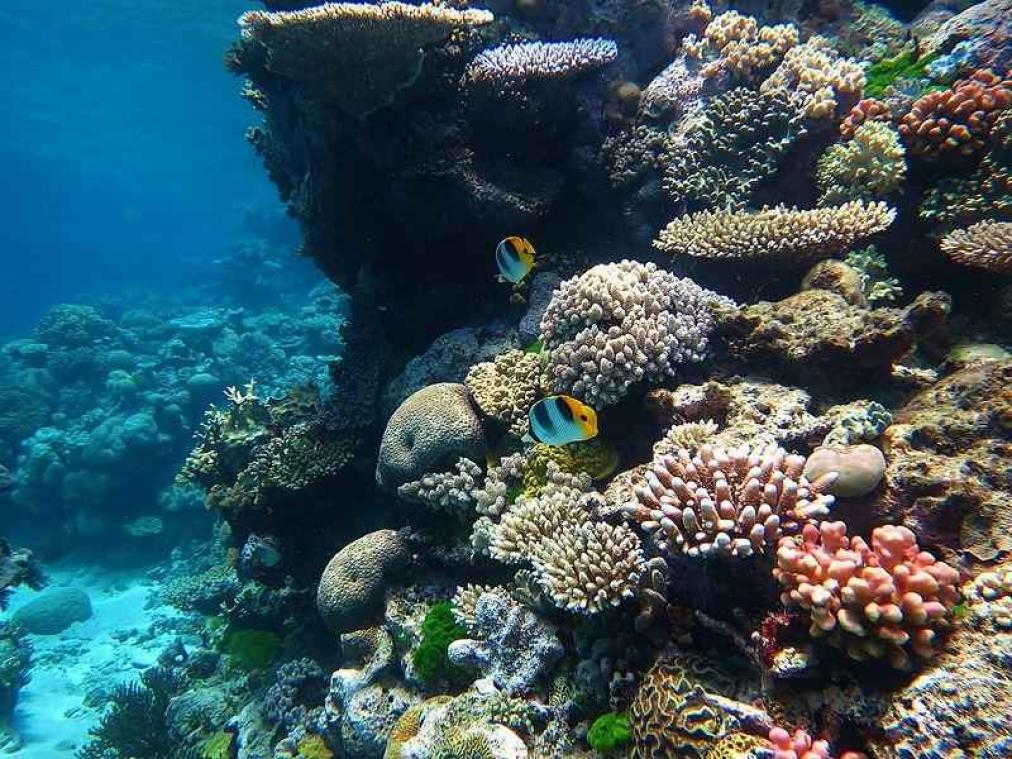 Groot deel Great Barrier Reef sterft af door klimaatverandering