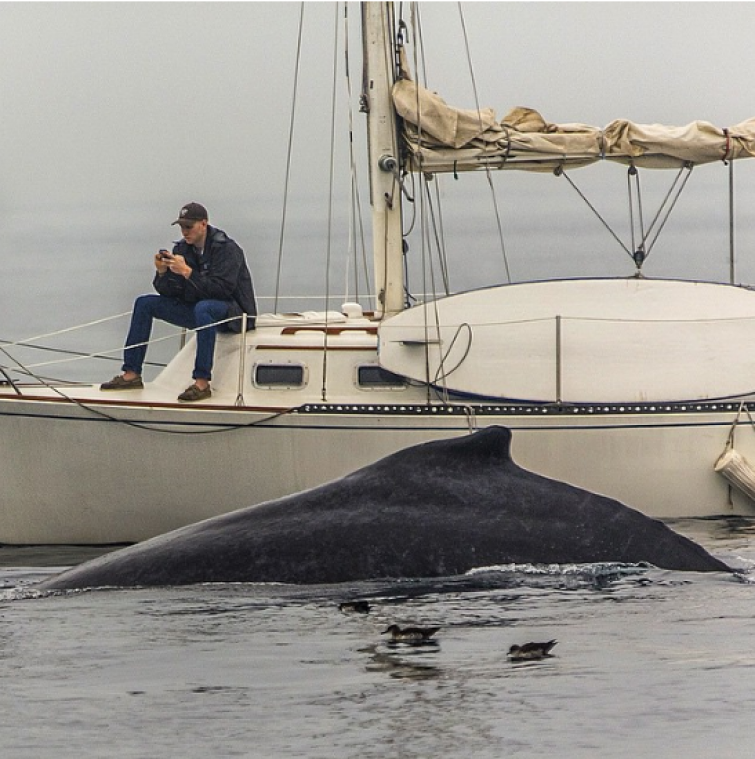 Man mist walvis op enkele meters van hem door zijn smartphone