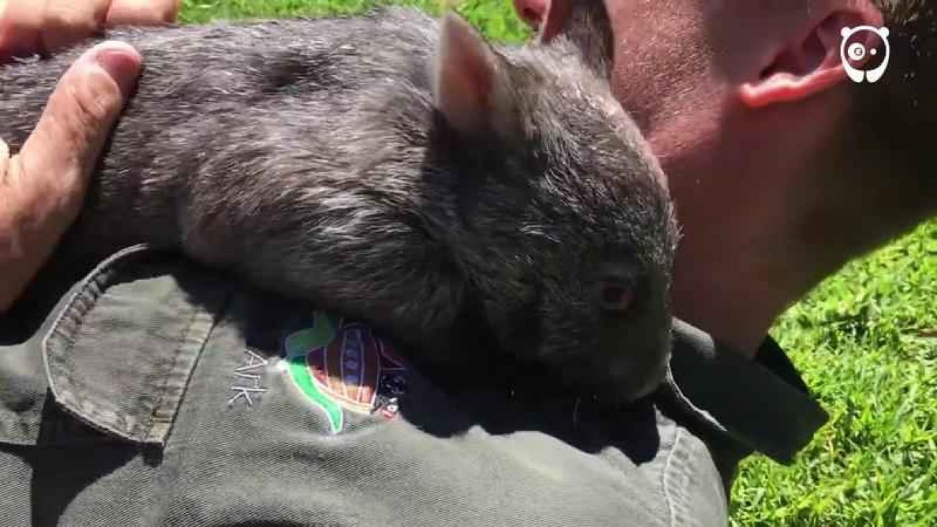 Schattig: deze wombat waant zich een hondje