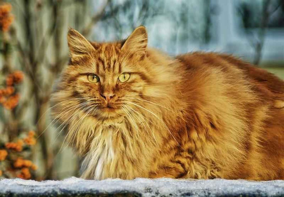 Katten maken je ziek