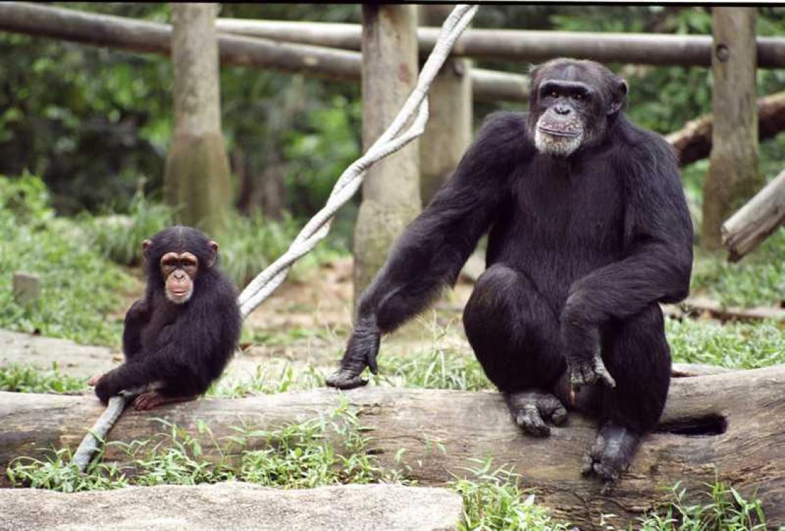 Nederlandse chimpansees leren Schots accent