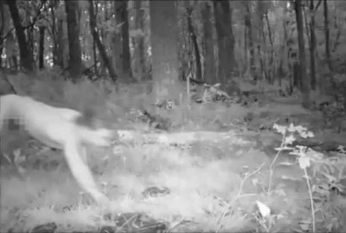 Man onder invloed van LSD denkt dat hij een tijger is