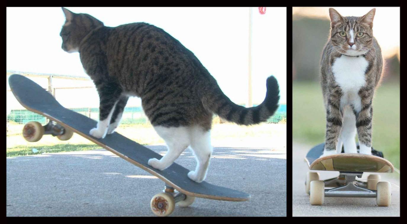 Kat doet zotte tricks met skateboard