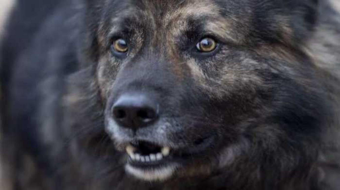 Blaffende hond krijgt strikte avondklok