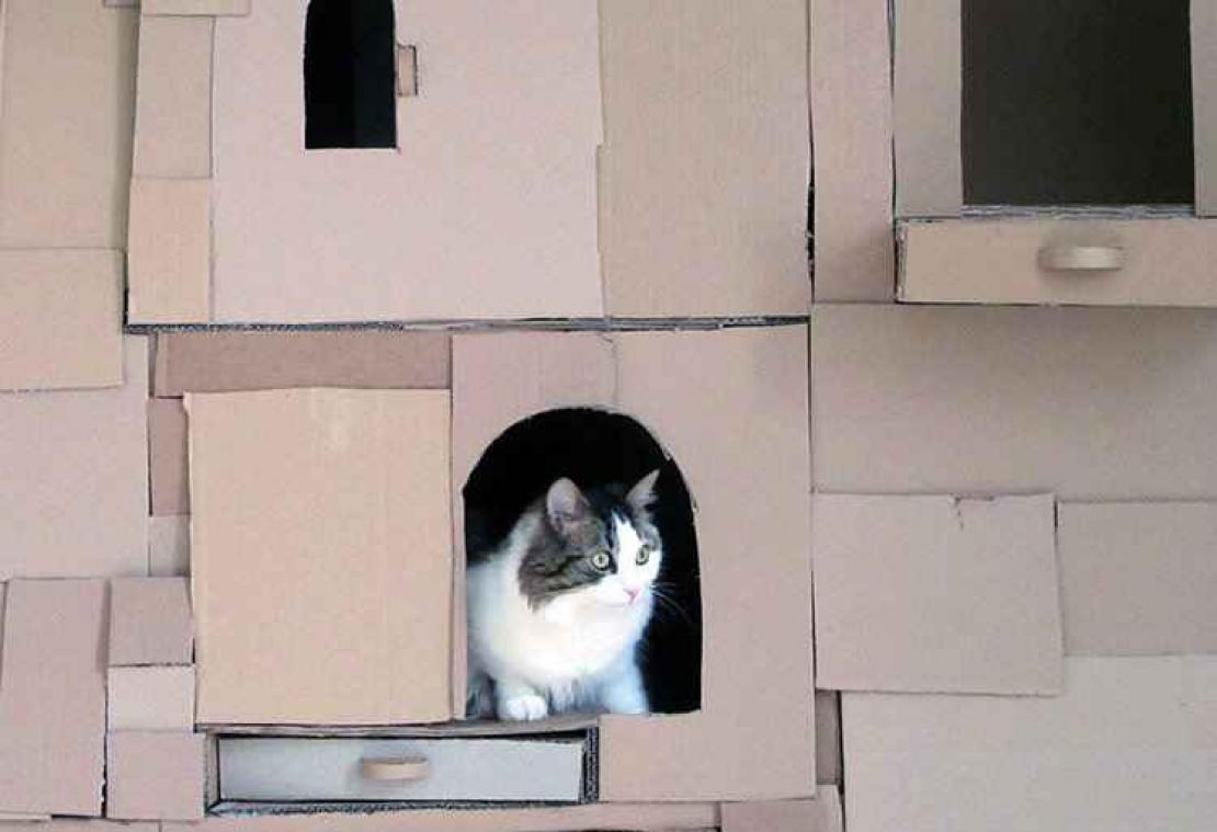Man bouwt een gigantisch kartonnen drakenhuis voor zijn kat