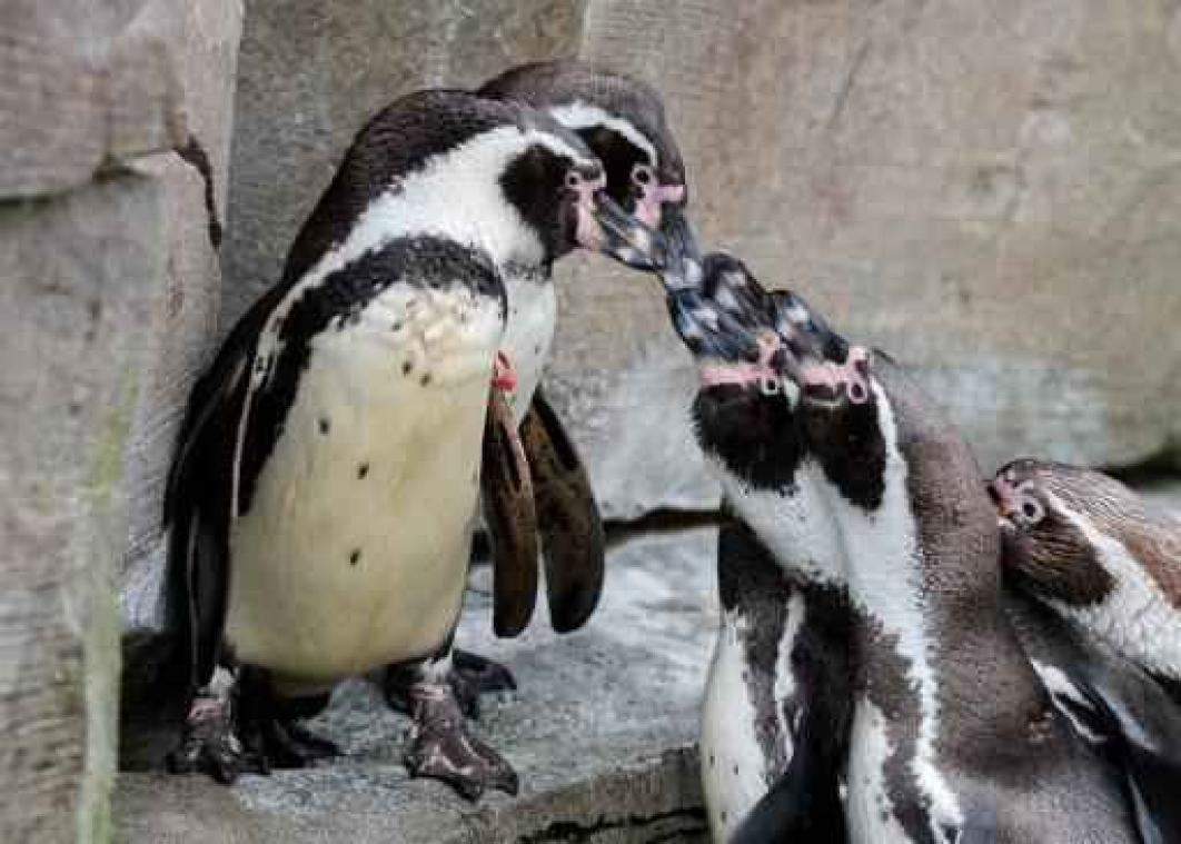 Zeven pinguïns in Canadese dierentuin verdronken