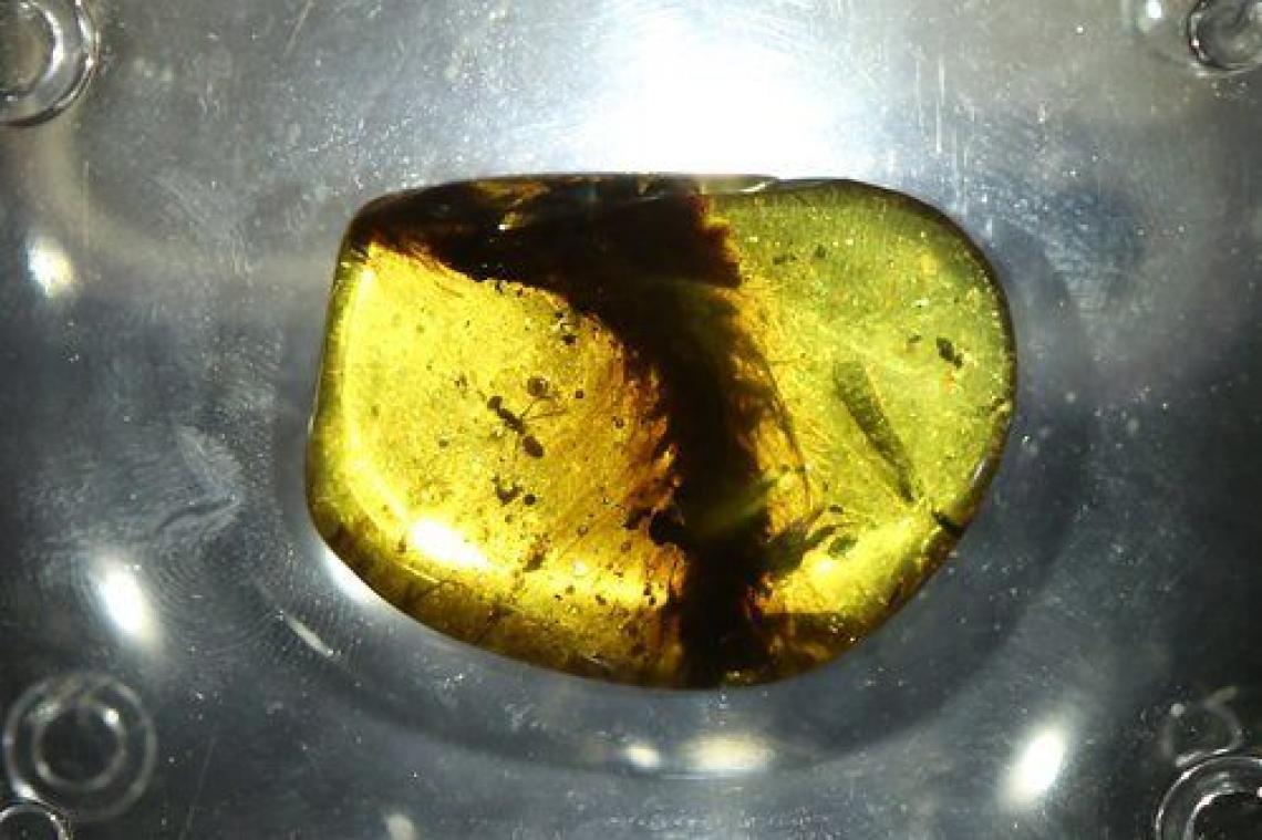 Staart van 100 miljoen jaar oude dinosaurus ontdekt