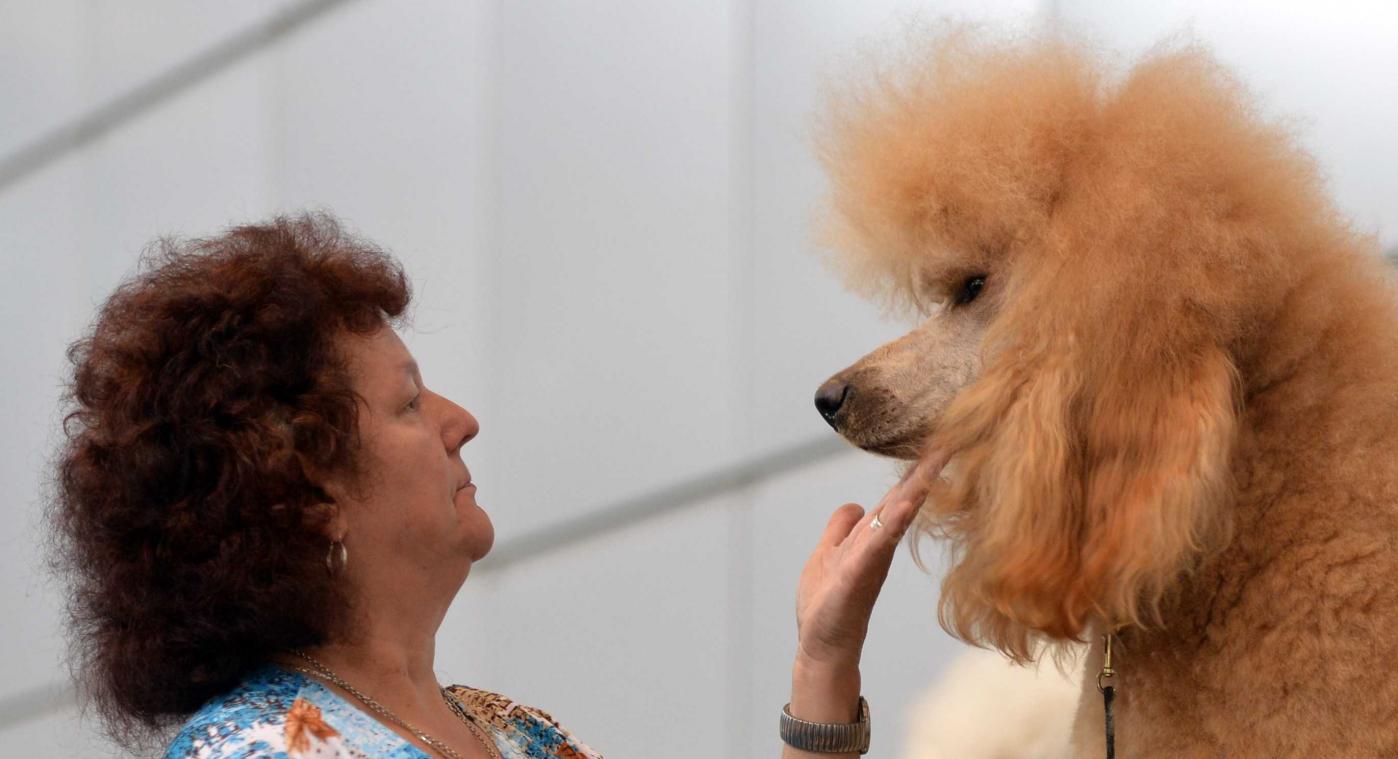 Honden zien verschil in menselijke gezichtsuitdrukkingen