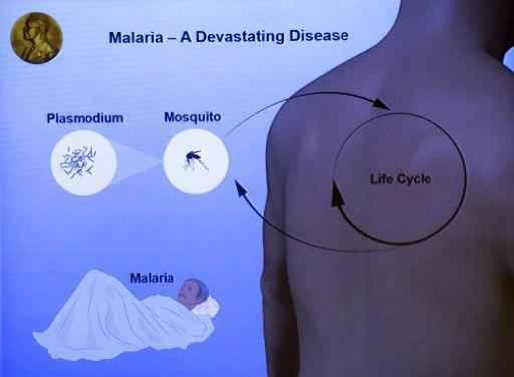 Malaria kostte vorig jaar 429.000 mensen het leven Malaria kostte vorig jaar 429.000 mensen het leven