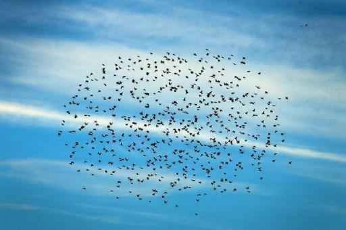 Groene specht is Vogel van het Jaar 2017