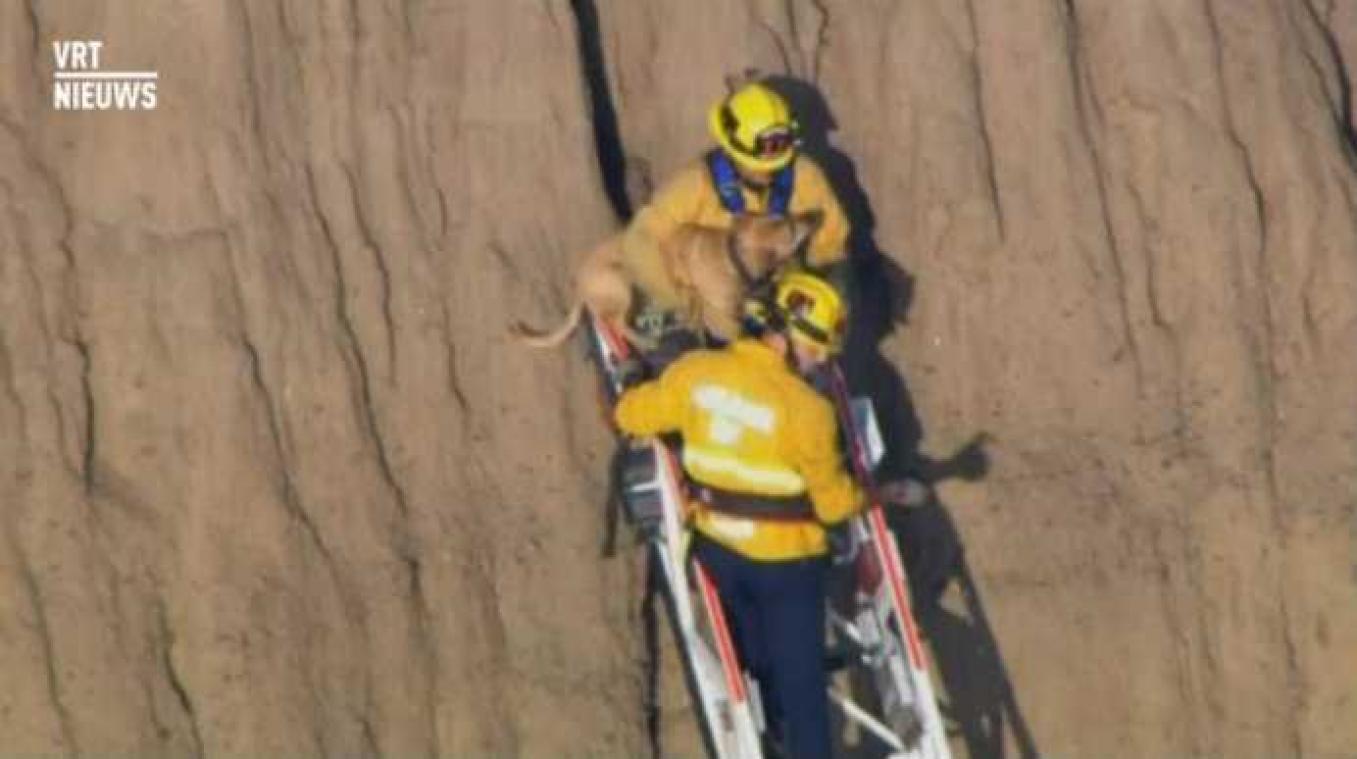 Moedige brandweerlui redden hond uit rotsspleet